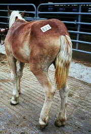 Young draft gelding shipped from NC displays injured left hind leg. A PA equine vet determined that there was no fixing this horse's injured leg. He was humanely euthanised.