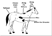 The Henneke Body Scoring Chart is accepted in court as a scientific method of scoring a horse's body condition. It is used successfully in court to prove neglect.